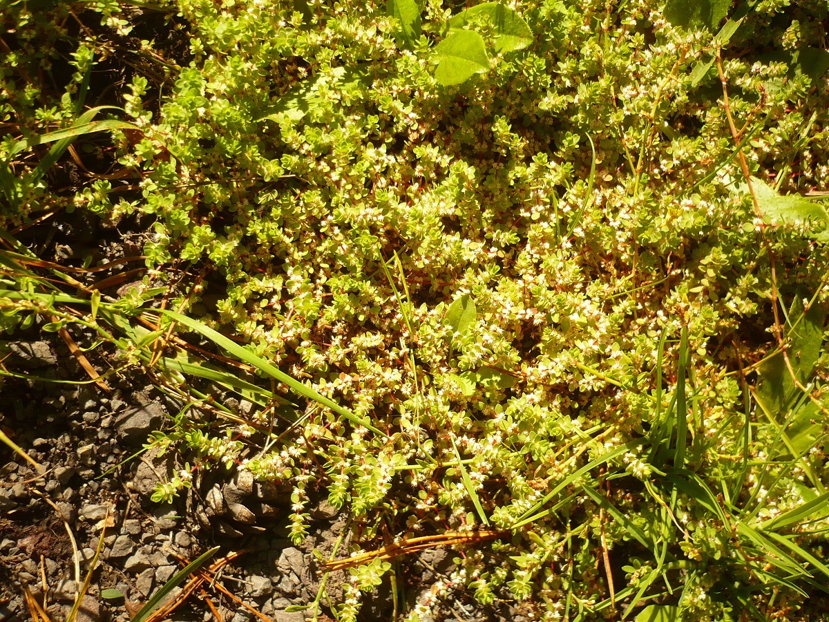 Illecebrum verticillatum (Caryophyllaceae)